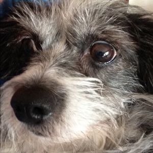 Meet your Posher, Tom